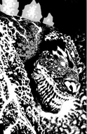 The Horror of Godzilla [Kai-Sei Era] #1 Variant RI (50) (Jones B&W)[1:50] On Sale 07/29/2026 (Copy)